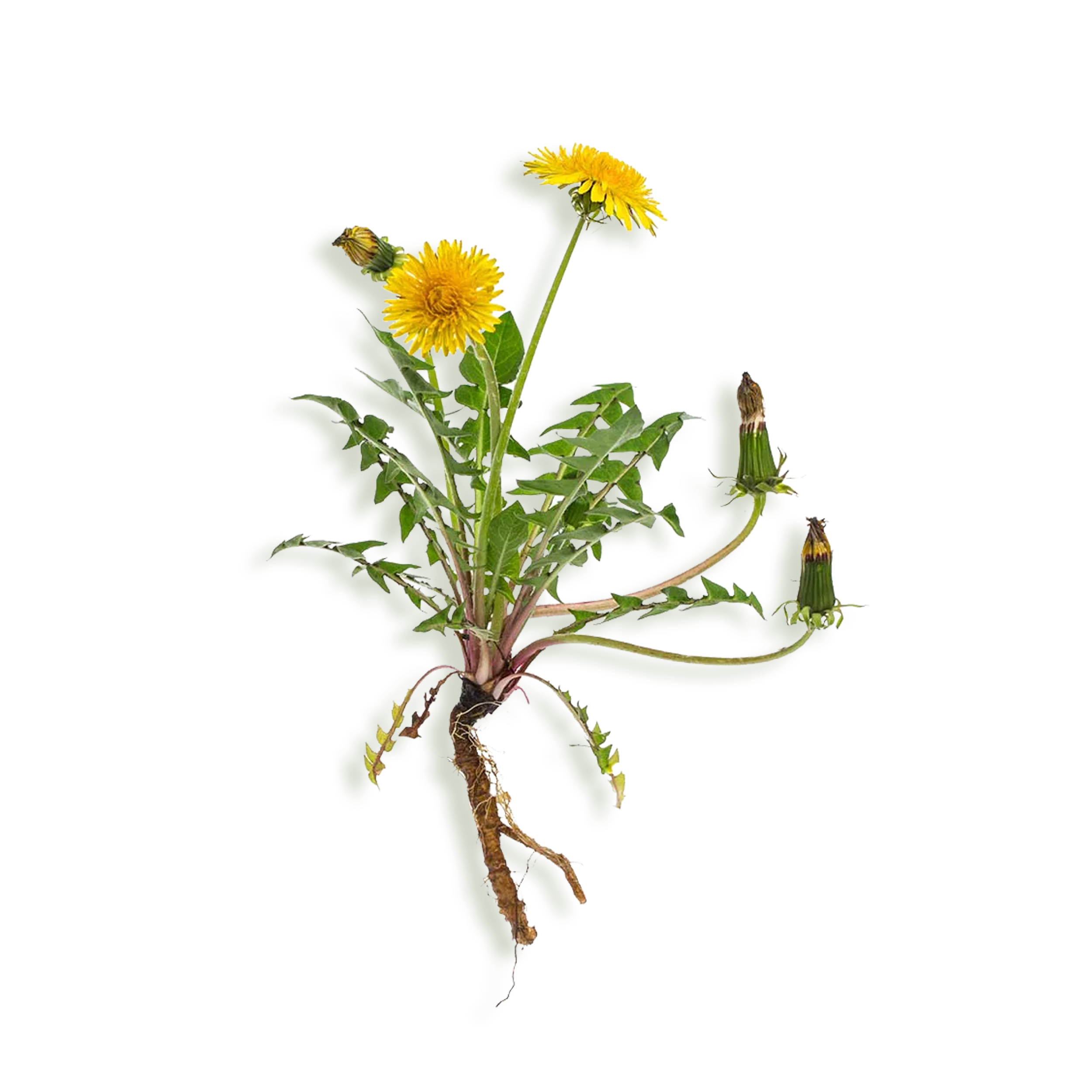 Main Ingredient image