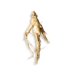 PANEX GINSENG