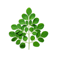 MORINGA LEAF