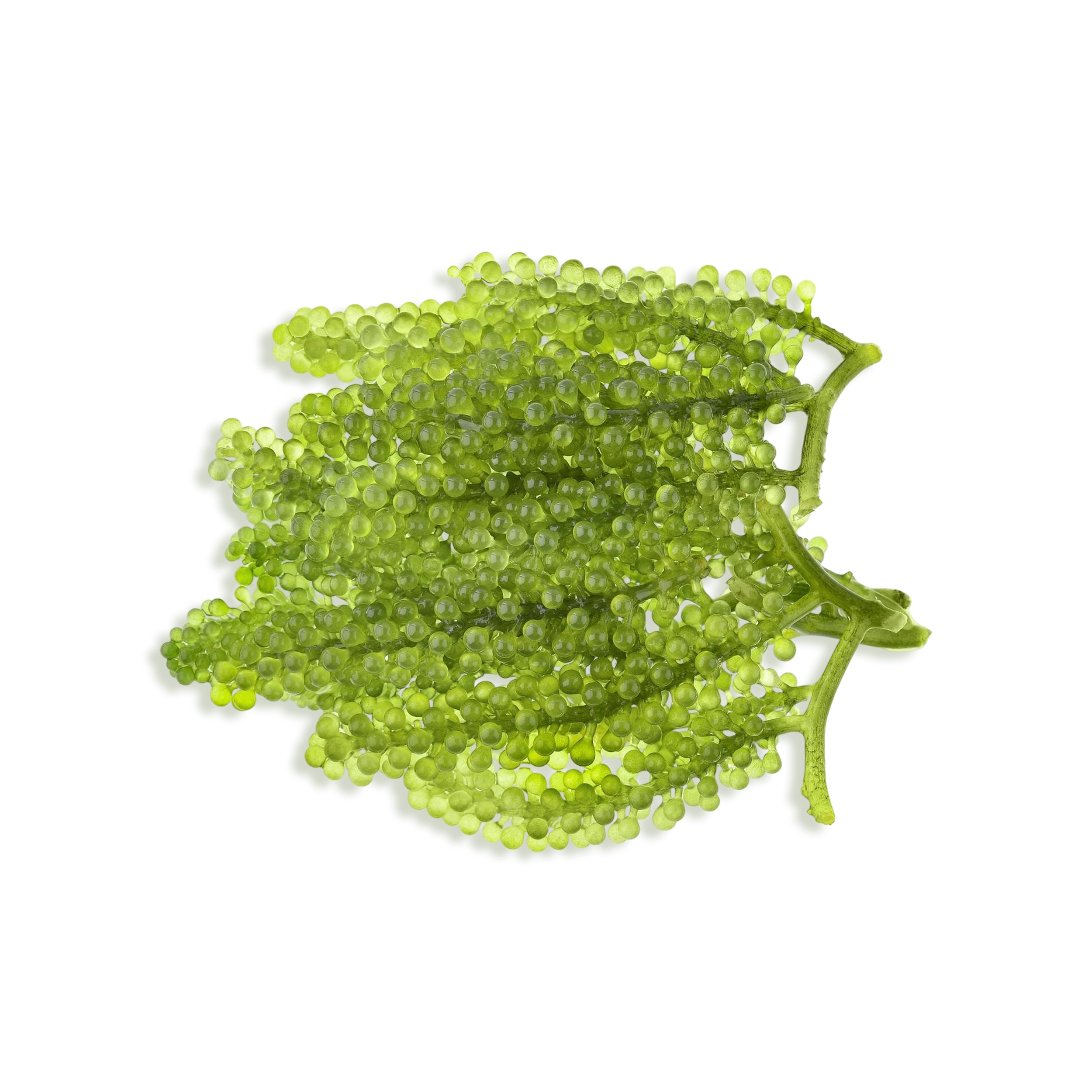 Main Ingredient image