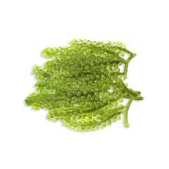 SEA GRAPES