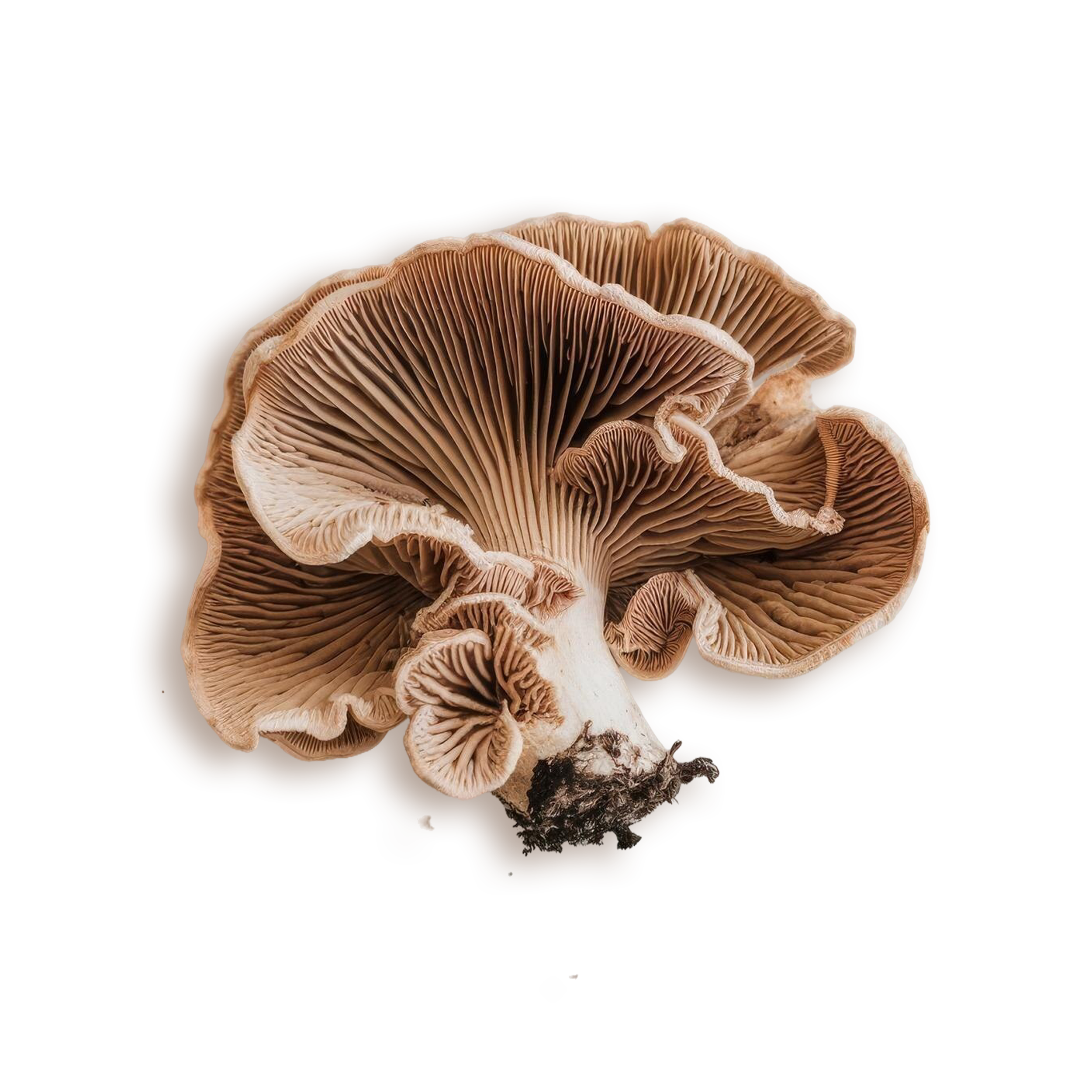 Main Ingredient image