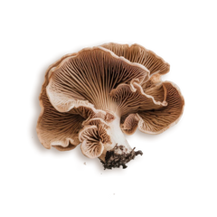 TREMELLA